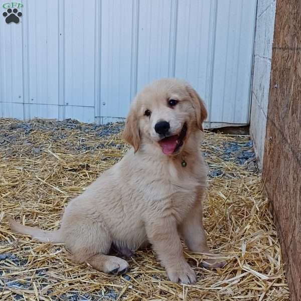 Rusty, English Cream Golden Retriever Puppy